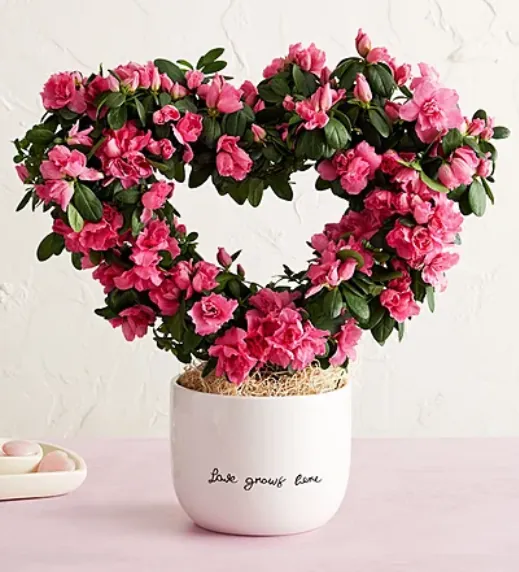 Love Grows Here Azalea Topiary